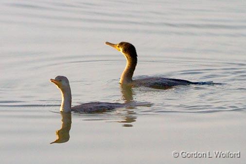 Two Cormorants_26254.jpg - Double-crested Cormorants (Phalacrocorax auritus) photographed at Lake Martin near Breaux Bridge, Louisiana, USA.